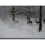 OXE Lovska kamera Spider 4G in klasični daljnogled FOMEI 7-21x40 ZCF Zoom + 32GB SD kartica, stojalo in 8 baterij! | Shoptok.si