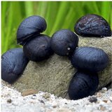 Akvarijum Centar neritina pulligera - Black helmet Cene