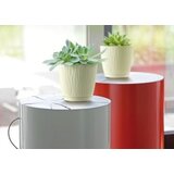  Sandy y190p saksija ( 4816 ) | ePonuda.com