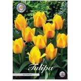  Cvjetne lukovice Tulipan Buttercup (Žuta, Botanički opis: Tulipa) Cijene