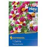 KIEPENKERL Lukovice proljetnog cvijeća Dalija Twyning Smartie (Dahlia x Hybrida, 1 Kom.) | shoptok.hr