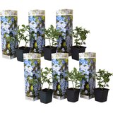 Plant in a Box modri plumbago - 6 kos - plumbago auriculata - višina 25-40cm - ⌀9cm, (21757565) | Shoptok.si