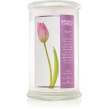 Kringle Candle Tulip mirisna svijeća 624 g | shoptok.hr