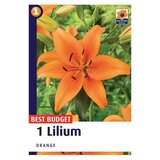 Royal De Ree lilium orange 1/1 cene