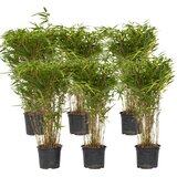 Plant in a Box bambus - 6 kos - fargesia nitida 'gansu' - višina 50-70cm - ⌀17cm, (21757842) | Shoptok.si