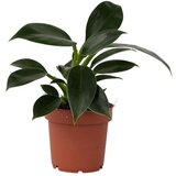 Plant in a Box filodendron - philodendron 'green princess' - višina 20-30cm - ⌀12cm, (21758172) Cene