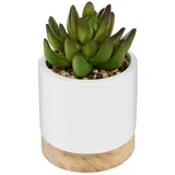 Umjetno cvijeće Succulent, 12 cm