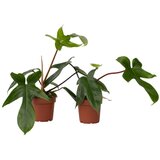 Plant in a Box filodendron - 2 kos - philodendron 'florida green' - višina 20-30cm - ⌀12cm, (21757997) Cene