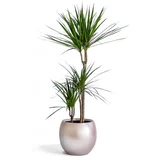 dracaena Marginata Mix 30-10 17/80