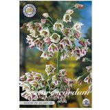  Cvjetne lukovice Nectroscordum Siculum (Mješne boje, Botanički opis: Nectaroscordum) cijene