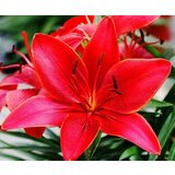 Royal De Ree Lukovica Ljiljan - Lilium Asiatic Red 2/1 | ePonuda.com