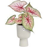 ELHO vibes fold coupe 14 cm - Svilnato bela Cene