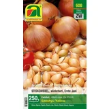 Zimska čebula "Senshyu Yellow"