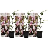 Plant in a Box magnolija - 3 kos - magnolia 'soulangea' - višina 25-40cm - ⌀9cm, (21757630) Cene