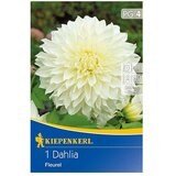 KIEPENKERL Lukovice jesenskog cvijeća ukrasna dalija Fleur (1 Kom.) | shoptok.hr