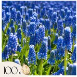 Plant in a Box Armenska hrušica - 100 kos - Muscari armeniacum - Cvetne čebulice - Modra, (21755711) u