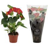 Rasadnik Topalović anthurium mix | ePonuda.com