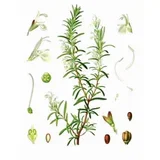 Ruzmarin (Rosmarinus officinalis), 100g