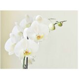  Tapeta - White orchid 200x154 | shoptok.hr