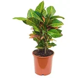 codiaeum Petra 17/65
