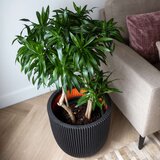 Capi Cvetlično korito Groove 35x34 črno, (20981599) | Shoptok.si