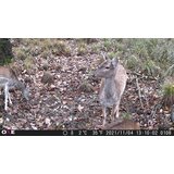 OXE Lovska kamera Gepard II, lovski detektor in zaščitna kovinska škatla + 32GB kartica SD in 6 baterij! | Shoptok.si