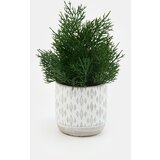 Sinsay Ukrasna umjetna biljka | shoptok.hr