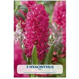  Cvjetne lukovice Zumbul Red (Crvena, Botanički opis: Hyacinthus) | shoptok.hr