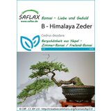 Saflax Bonsai - himalajska cedra | Shoptok.si