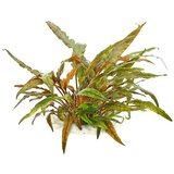 Rainforest Cryptocoryne undulata | ePonuda.com