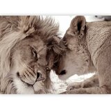  Foto tapeta - Lion Tenderness (Sepia) 100x70 Vodootporna | shoptok.hr