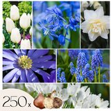 Plant in a Box Cvetlične čebulice 'Garden NJ Blue' - 250 kos - Allium Narcissus Muscari Tulipa, (21755663) Cene