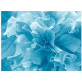  Tapeta - Blue azalea 350x270 | shoptok.hr