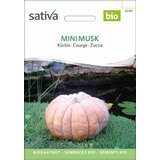 Sativa Buča Mini Musk Cene