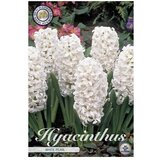  Cvjetne lukovice Zumbul Orientalis White Pear (Bijela, Botanički opis: Hyacinthus) cijene