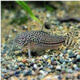 Akvarijum Centar Corydoras trilineatus | ePonuda.com