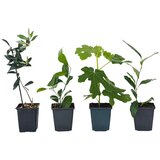 Plant in a Box sredozemske rastline - 4 kos - višina 25-40cm - ⌀9cm, (21757782) Cene