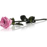 RoseAmor Pink stabilizirana ruža na stabljici 30 cm 1 kom Cijene