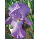 Royal De Ree Iris P Germanica Violet 1/1 cene