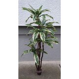 Lilium stablo sanseverija 1X5 1,8m GF141028 u