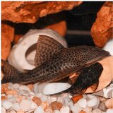 Akvarijum Centar Hypostomus plecostomus | ePonuda.com