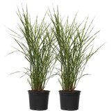 Plant in a Box kitajski trstikovec - 2 kos - miscanthus 'zebrinus' - višina 20-30cm - ⌀23cm, (21757661) | Shoptok.si