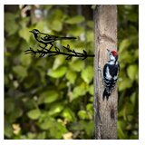 WALLXPERT Dekorativna figura Ptica na grani 05, 50x20 cm, 1,5 mm | Eponuda.ba