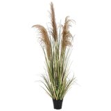 BIZZOTTO Umjetna biljka (visina 145 cm) Austorderia – | shoptok.hr