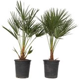 Plant in a Box evropska palma - 2 kos - chamaerops humilis - višina 70-80cm - ⌀21cm, (21757568) Cene