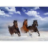 Foto tapeta - Horses in the Snow 150x105 Standard | shoptok.hr