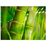  Tapeta - bamboo - detail 250x193 | shoptok.hr