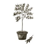 Venture Home poster Olive 30 × 40 cm, zeleni | shoptok.hr