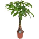 Plant in a Box Vodna pahira - Pachira aquatica - Višina 110-120cm - ⌀24cm, (21758180) | Shoptok.si
