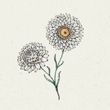 Jora Dahl Slamnik Helichrysum Bracteatum "white" Cene